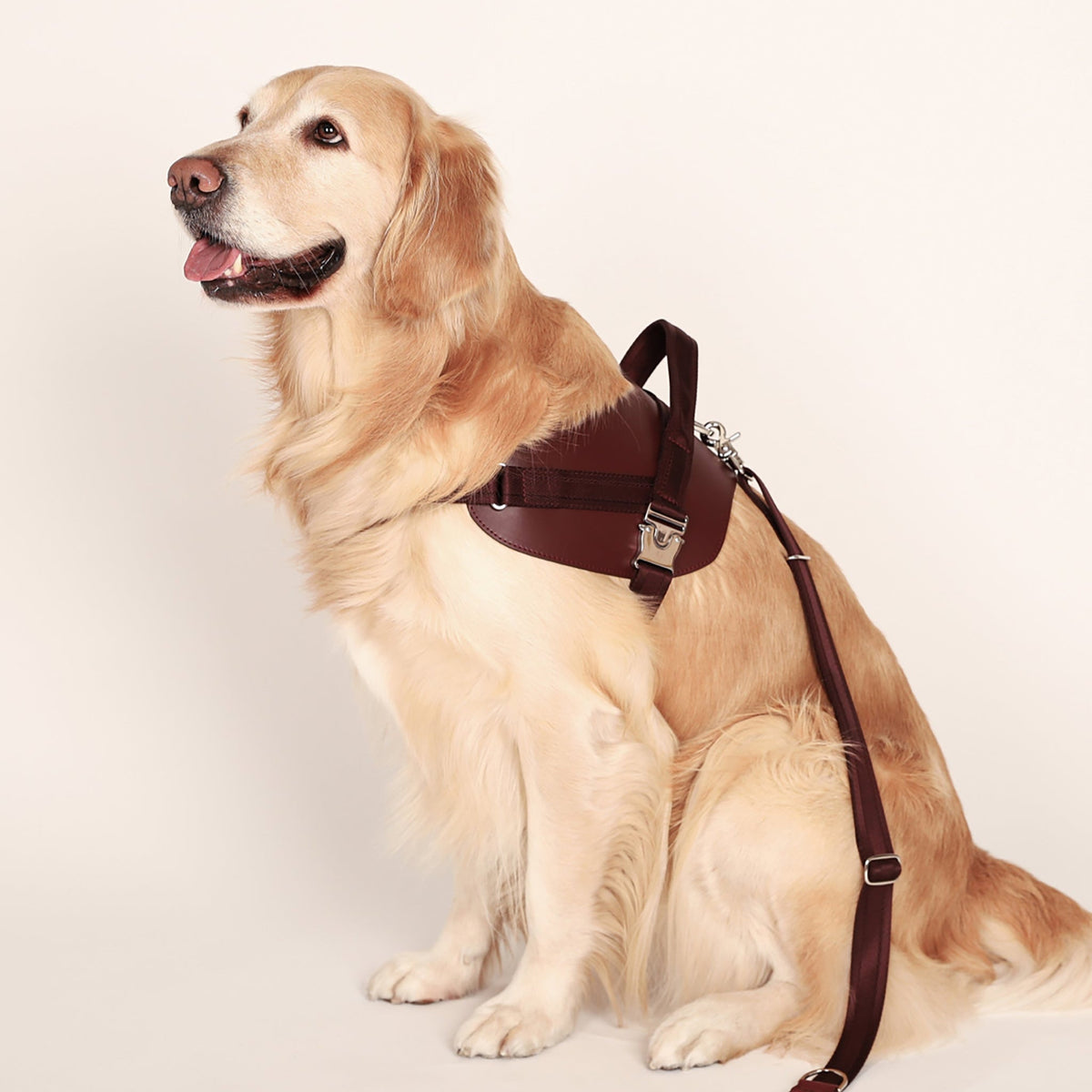 Saddle Harness : Burgundy