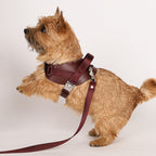 Saddle Harness : Burgundy