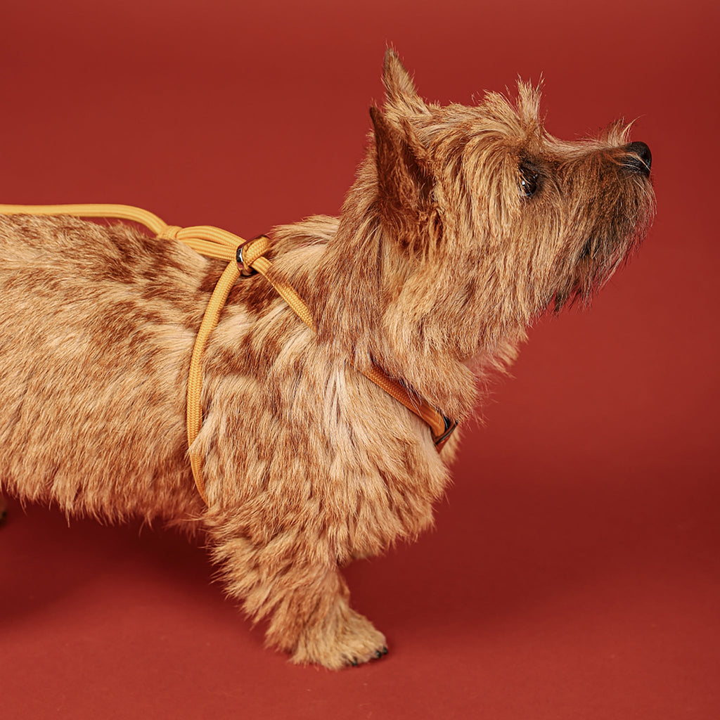 All-In-One Harness - Mustard