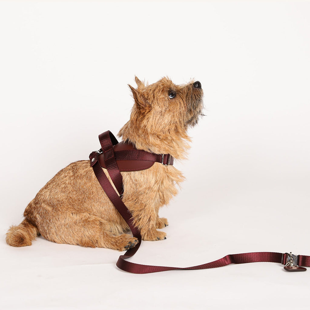 Saddle Harness : Burgundy
