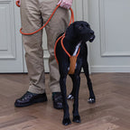 All-In-One Harness - Orange