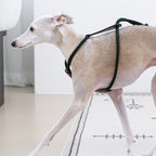 Essential Harness - Deep Green