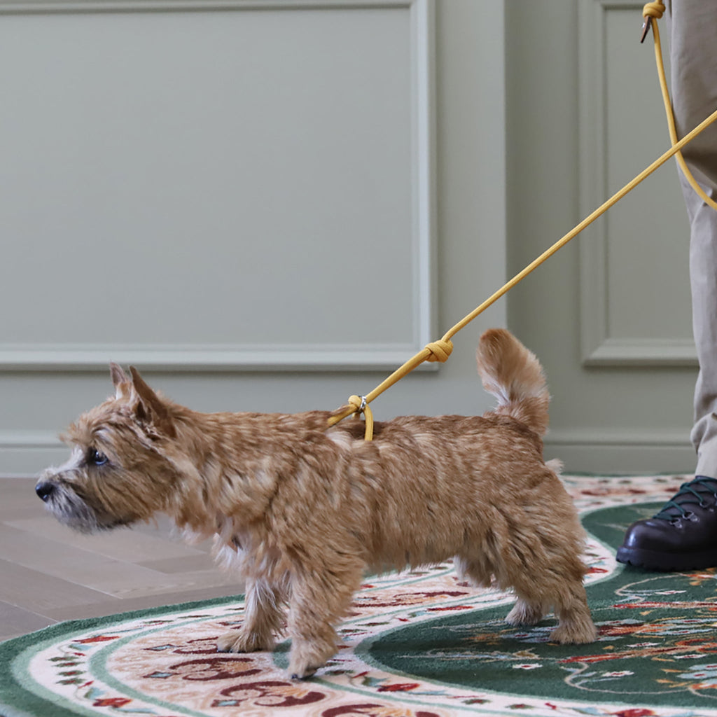 All-In-One Harness - Mustard