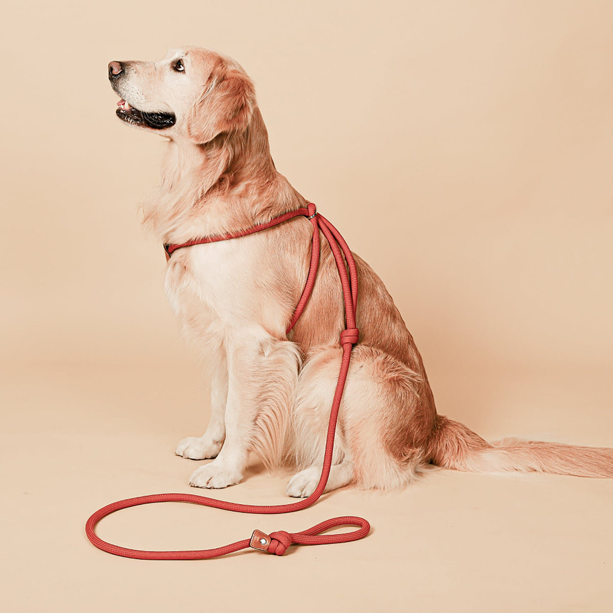 All-In-One Harness - Orange