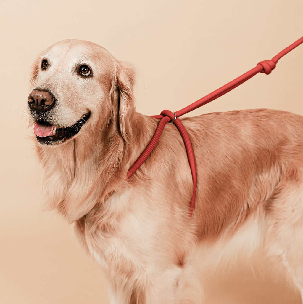 All-In-One Harness - Orange
