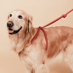 All-In-One Harness - Orange