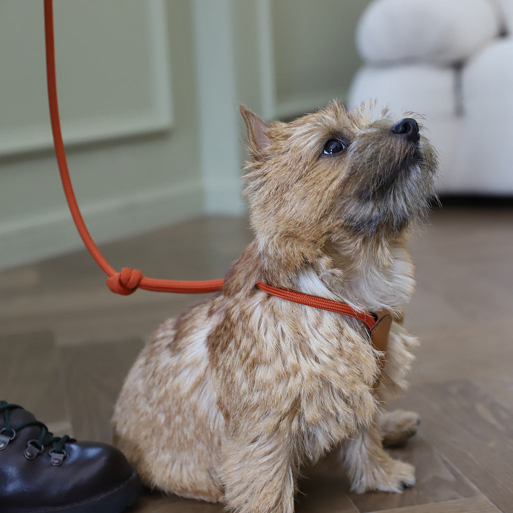 All-In-One Harness - Orange