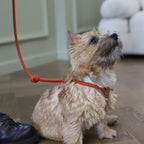 All-In-One Harness - Orange