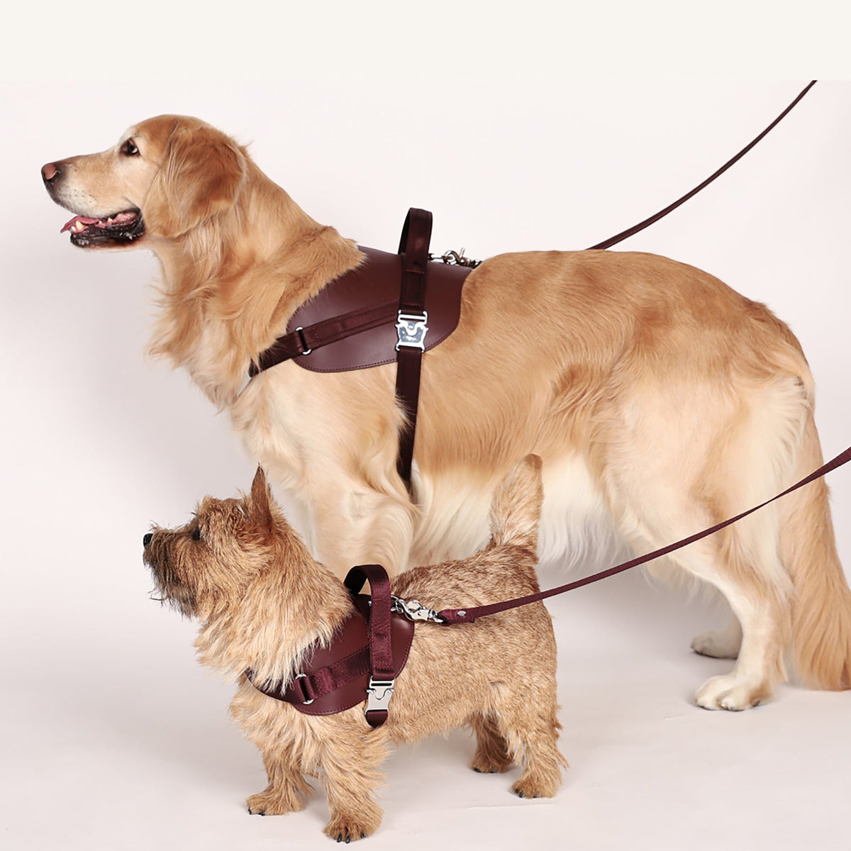 Saddle Harness : Burgundy