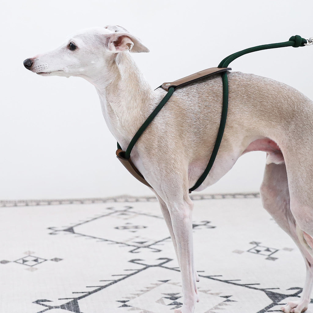 Essential Harness - Deep Green