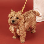 All-In-One Harness - Mustard