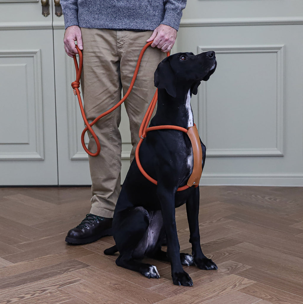 All-In-One Harness - Orange