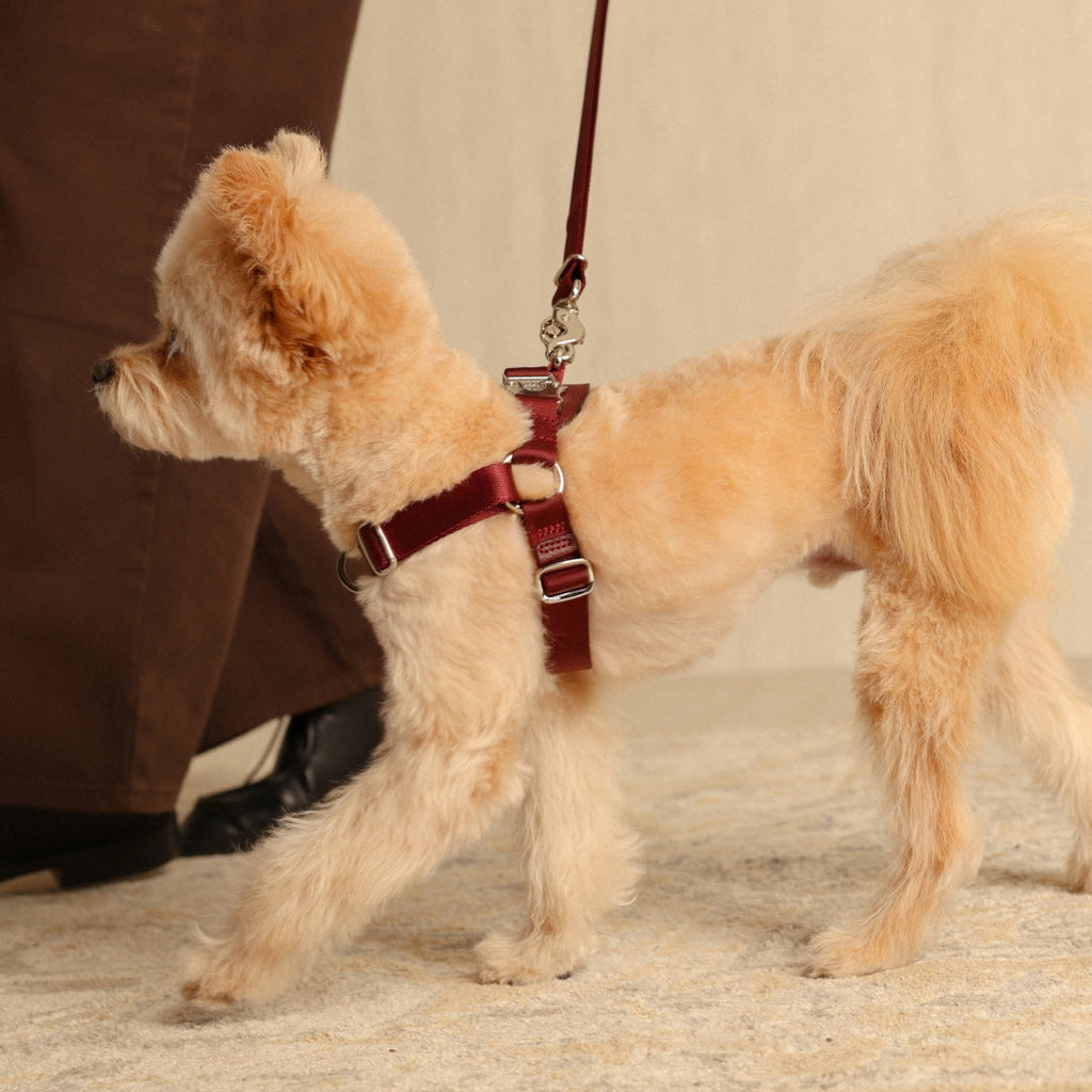 Horsebit Harness : Burgundy