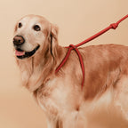 All-In-One Harness - Orange
