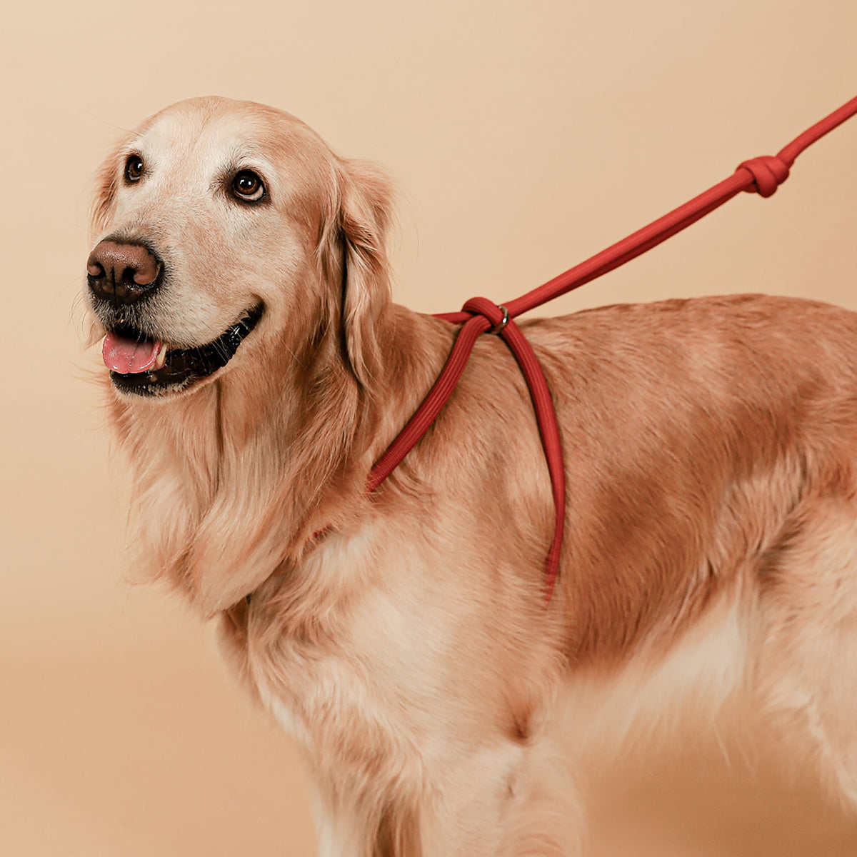 All-In-One Harness - Orange