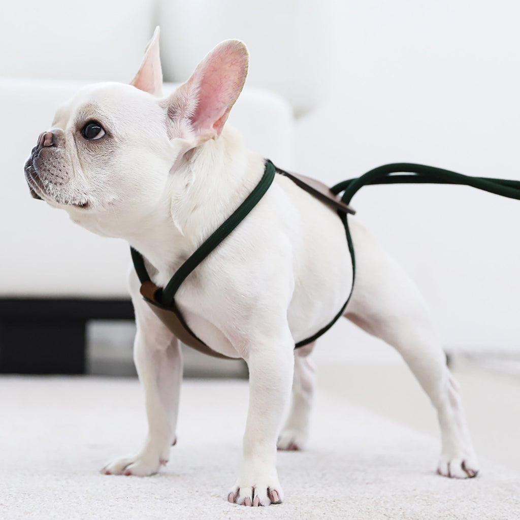 Essential Harness - Deep Green
