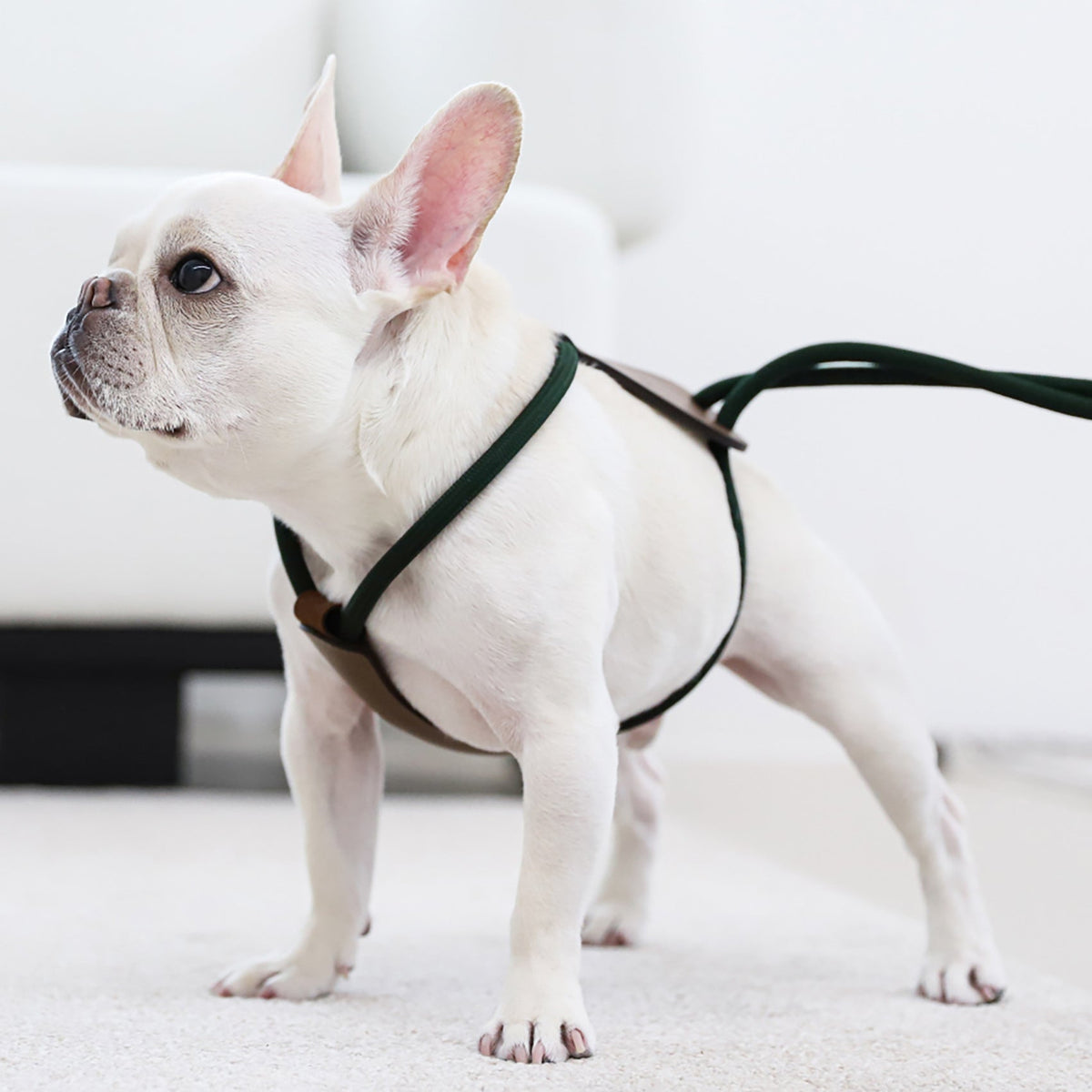 Essential Harness - Deep Green