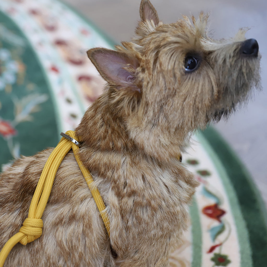 All-In-One Harness - Mustard
