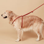 All-In-One Harness - Orange