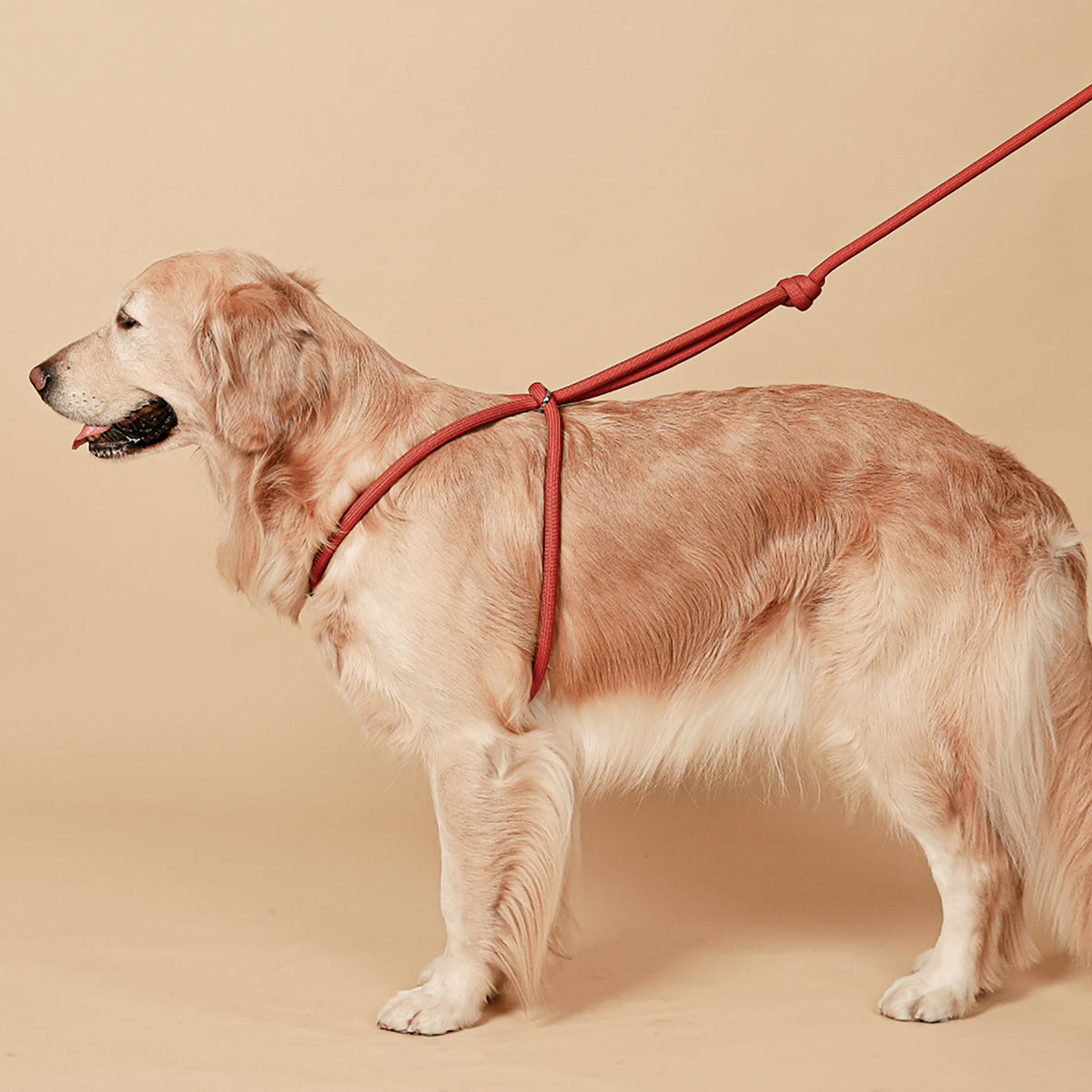 All-In-One Harness - Orange