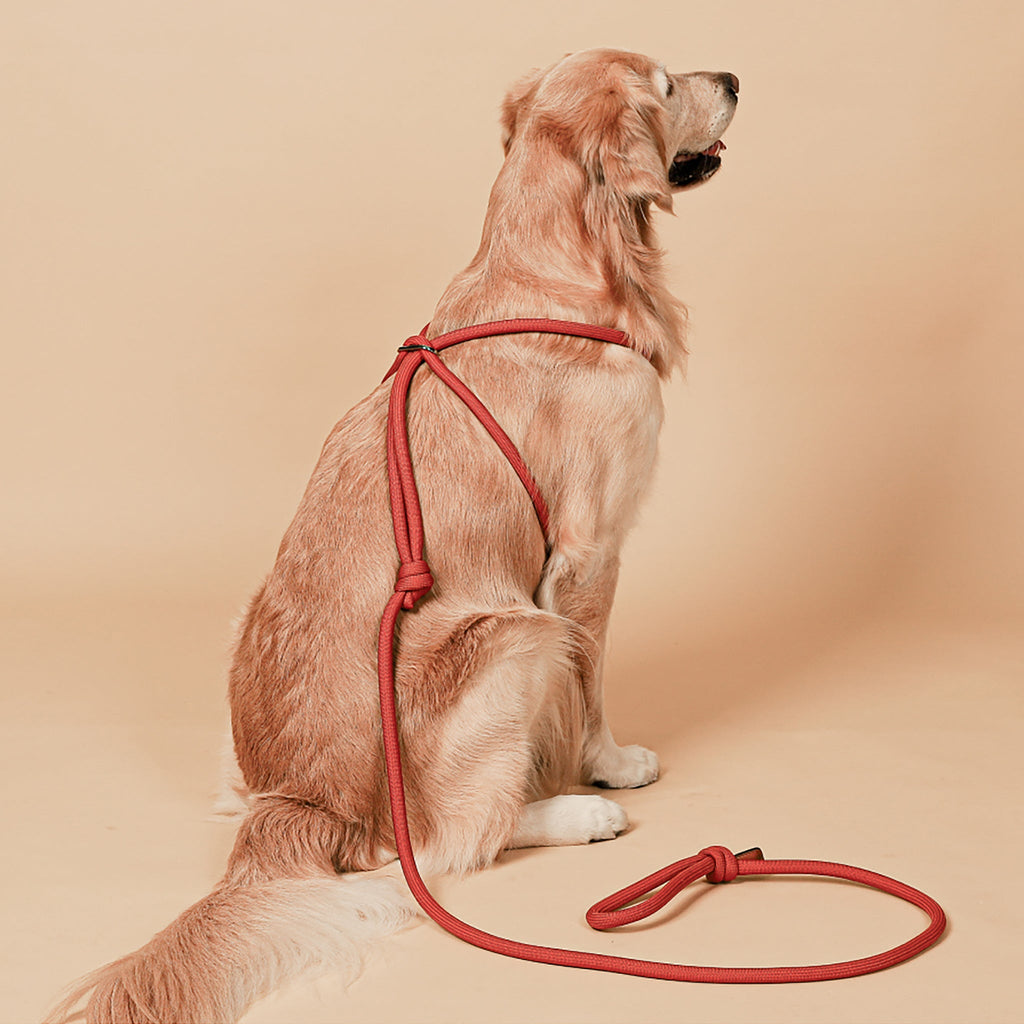 All-In-One Harness - Orange