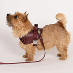 Saddle Harness : Burgundy