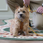 All-In-One Harness - Mustard