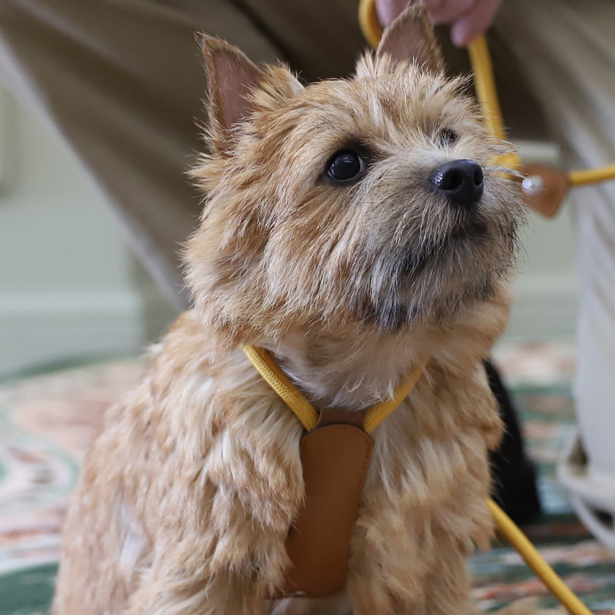 All-In-One Harness - Mustard