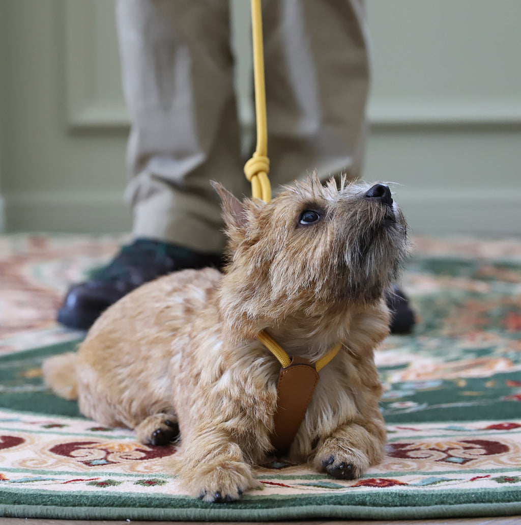 All-In-One Harness - Mustard