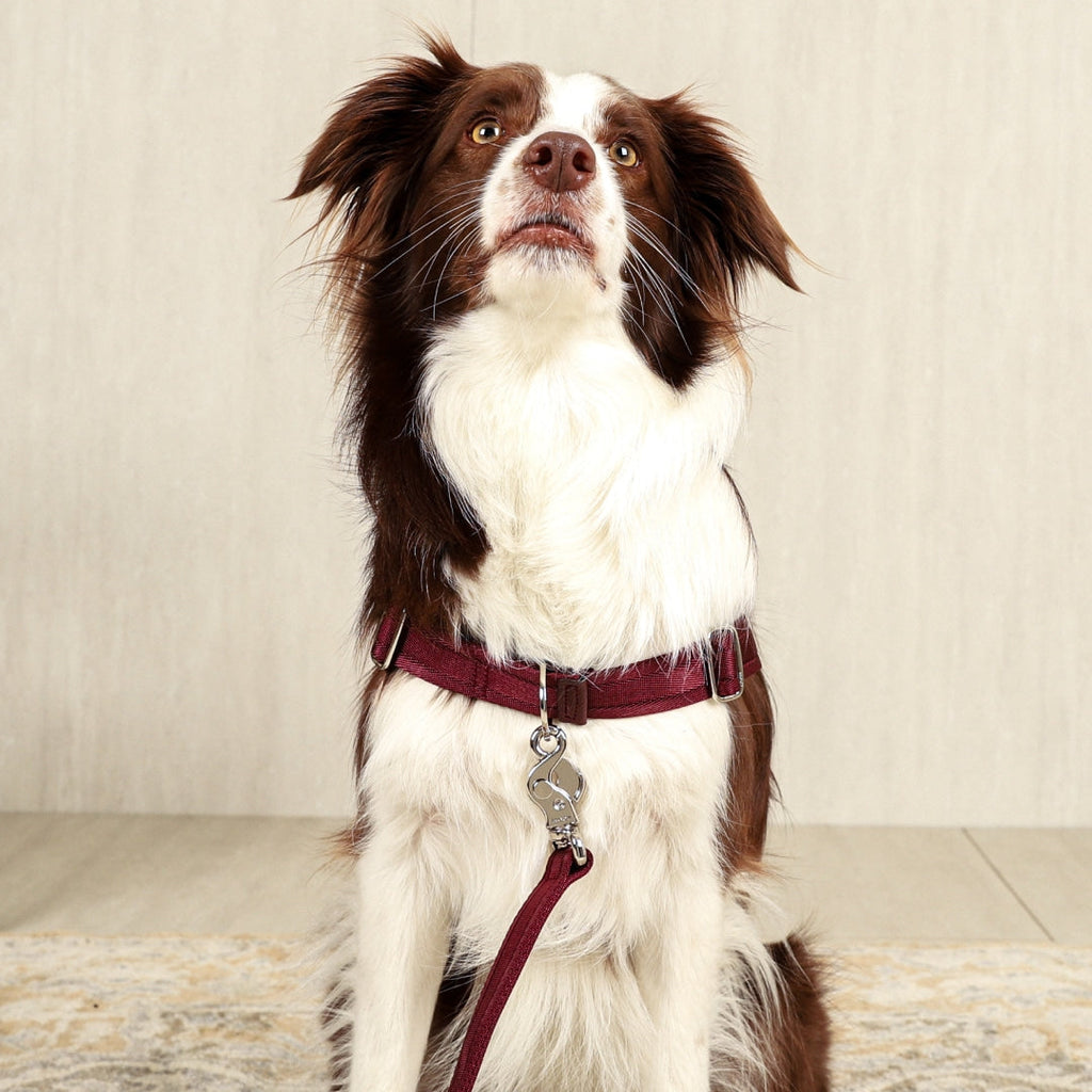 Horsebit Harness : Burgundy