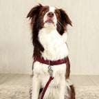 Horsebit Harness : Burgundy