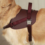 Saddle Harness : Burgundy