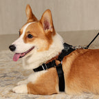 Horsebit Harness : Black