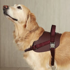 Saddle Harness : Burgundy