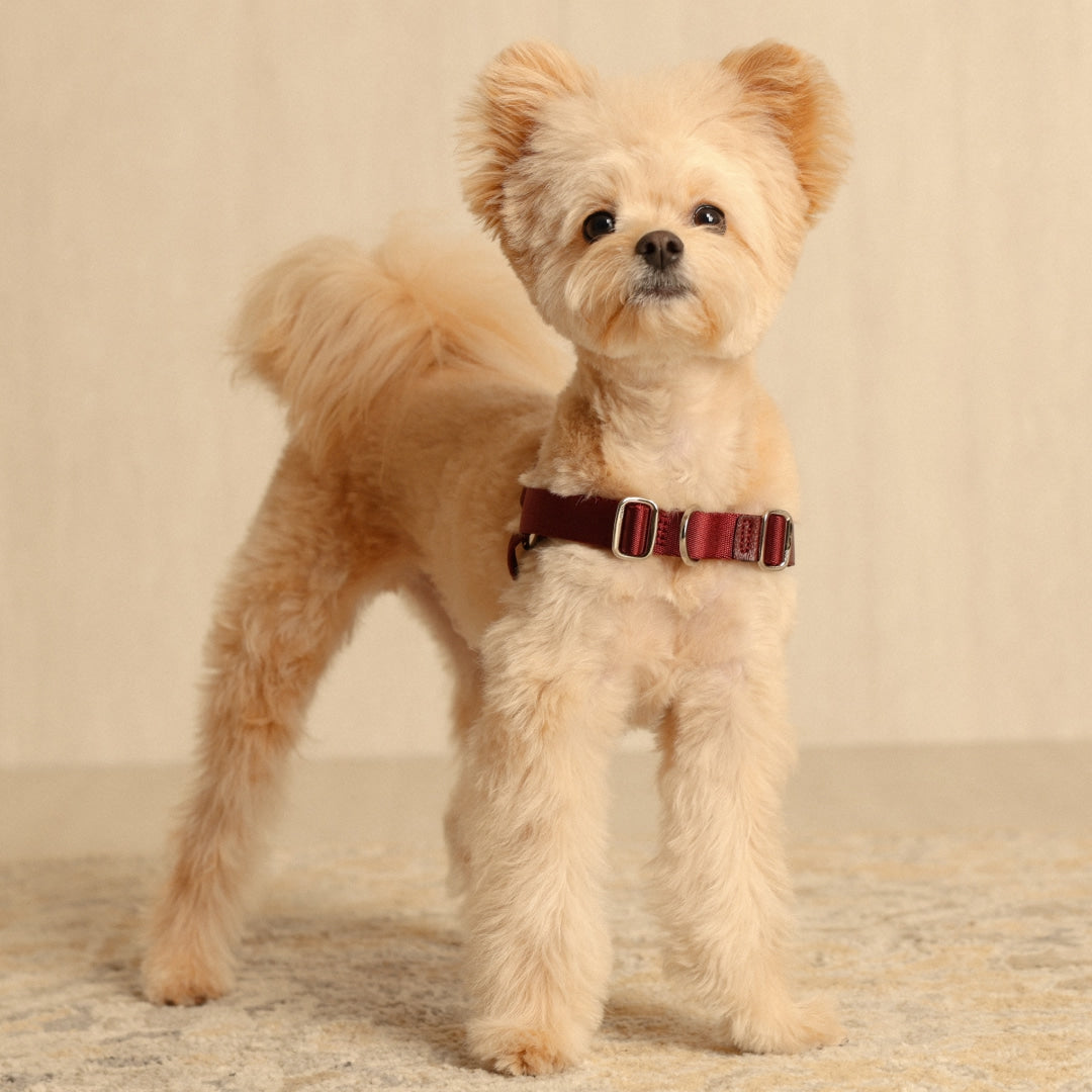 Horsebit Harness : Burgundy