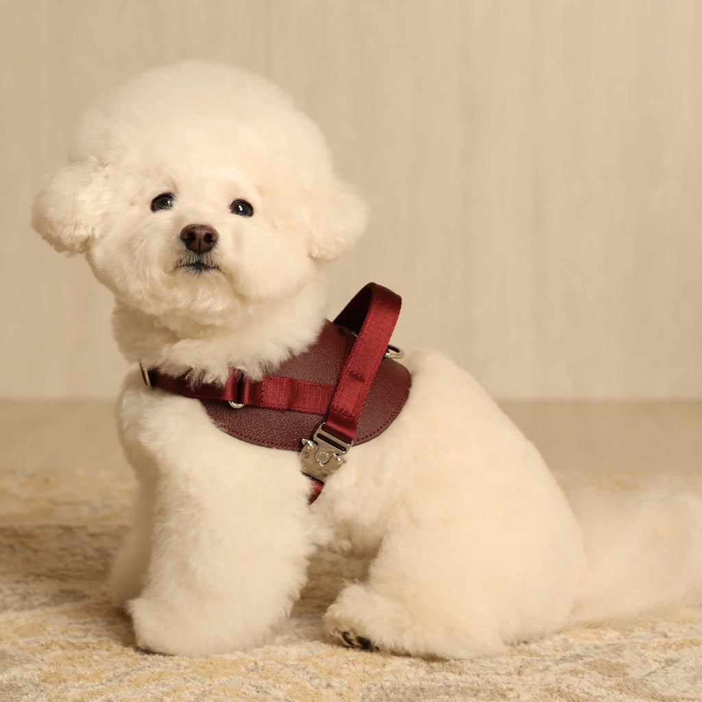 Saddle Harness : Burgundy