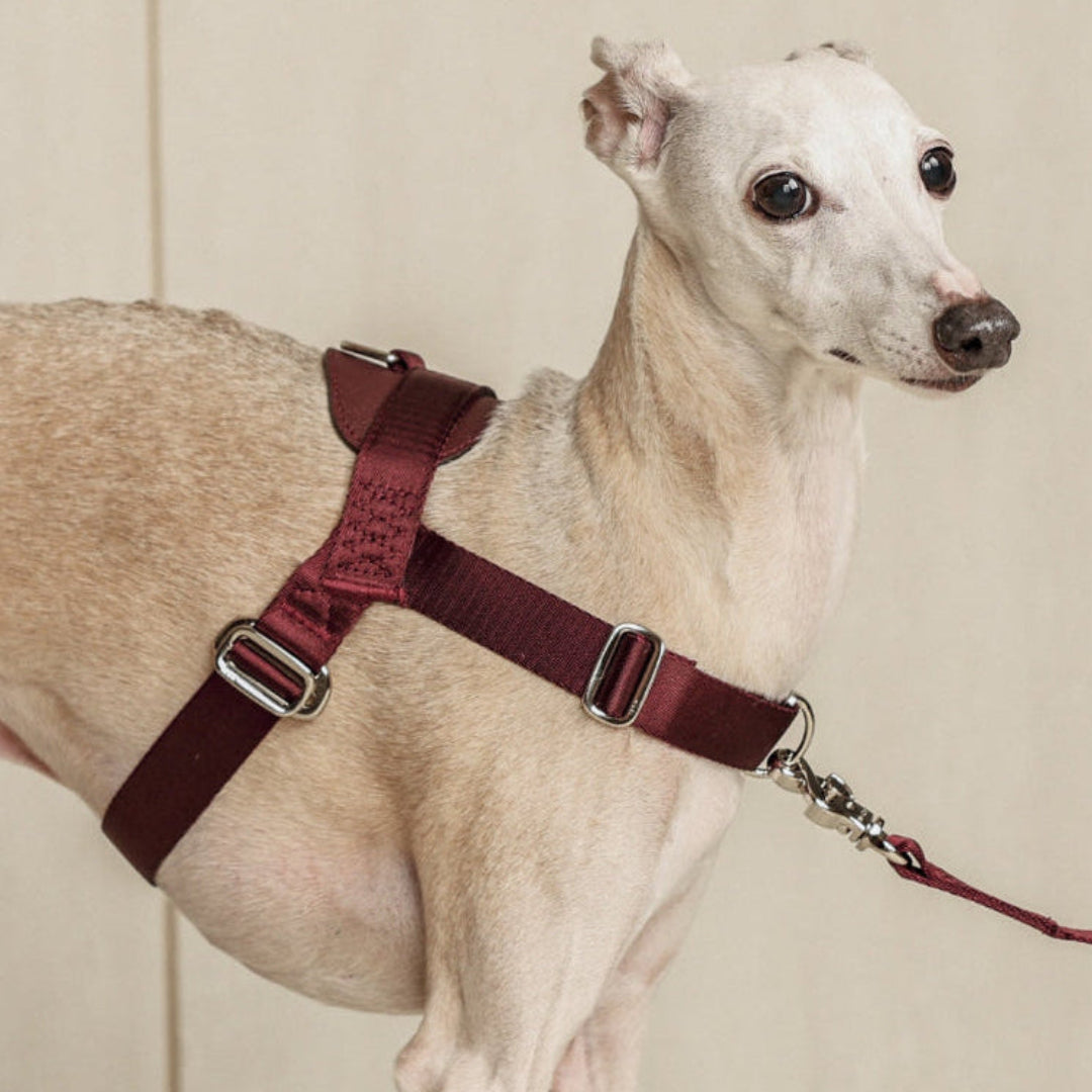 Bridle Harness : Pink