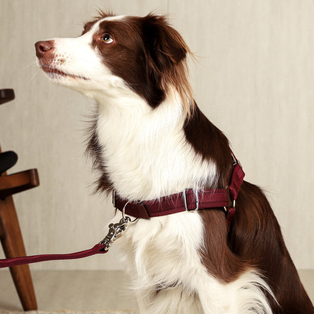 Horsebit Harness : Burgundy