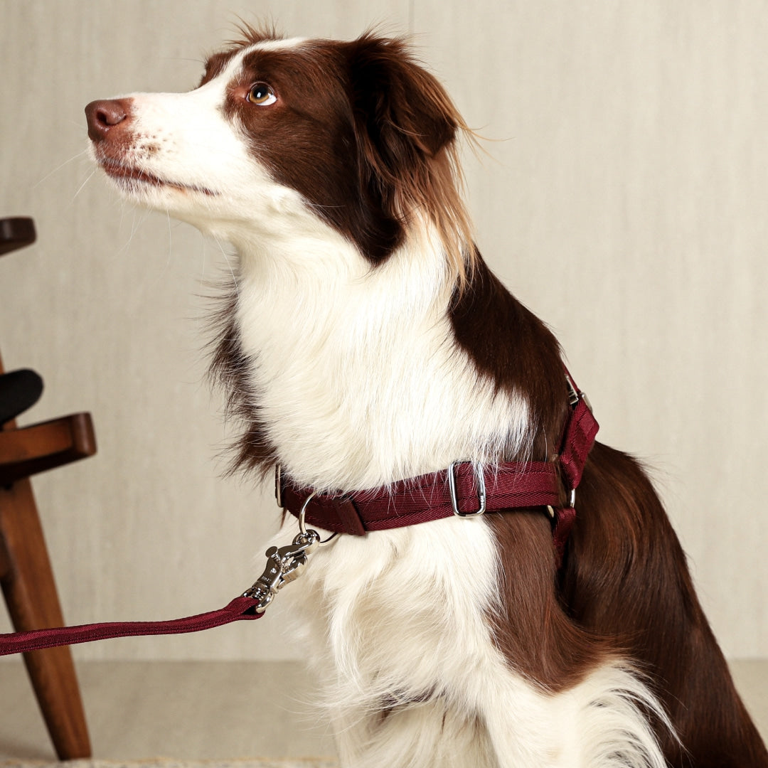 Horsebit Harness : Burgundy