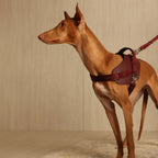 Saddle Harness : Burgundy