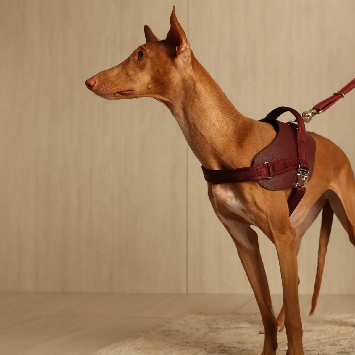 Saddle Harness : Burgundy