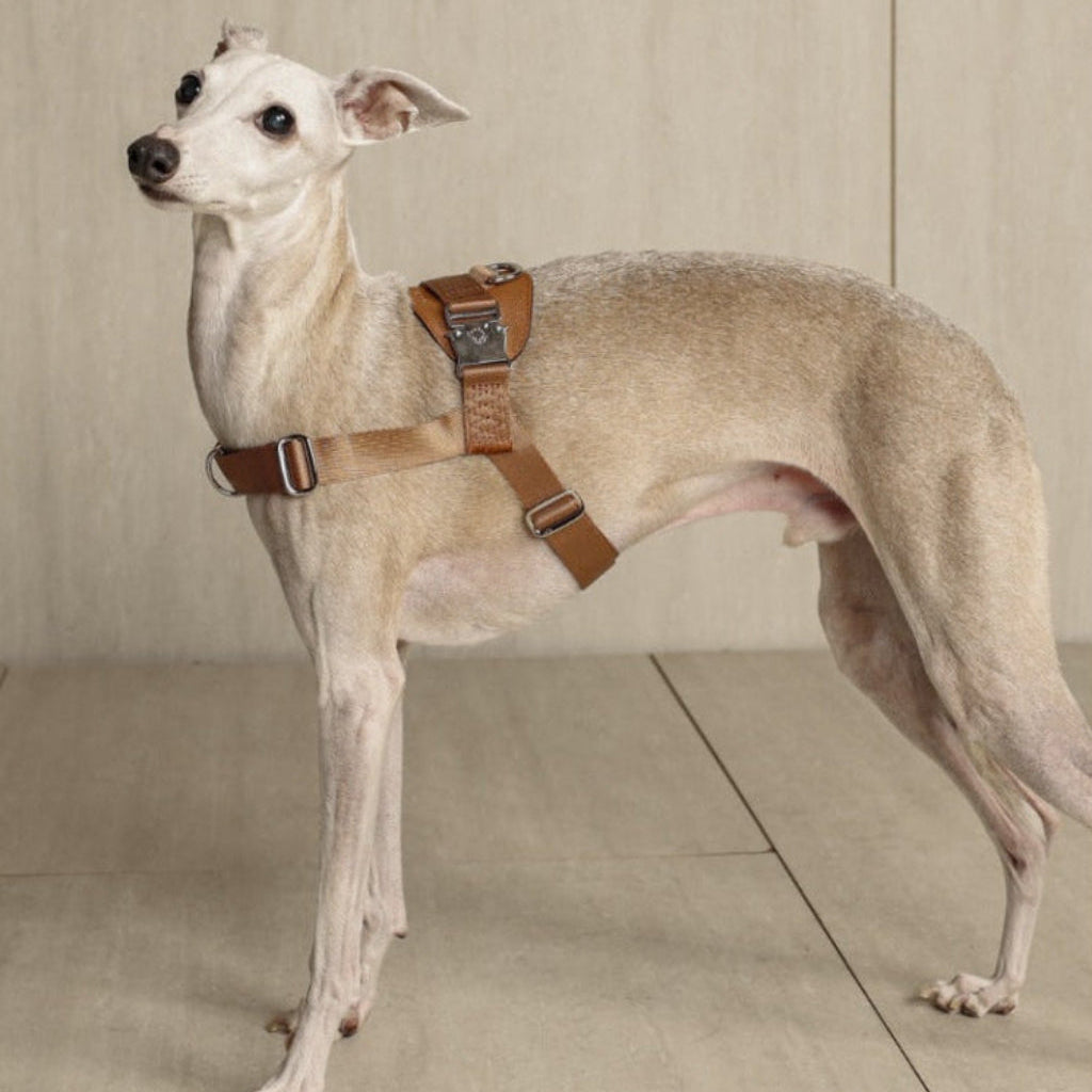 Bridle Harness : Camel