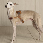 Bridle Harness : Pink