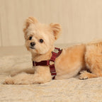 Horsebit Harness : Burgundy