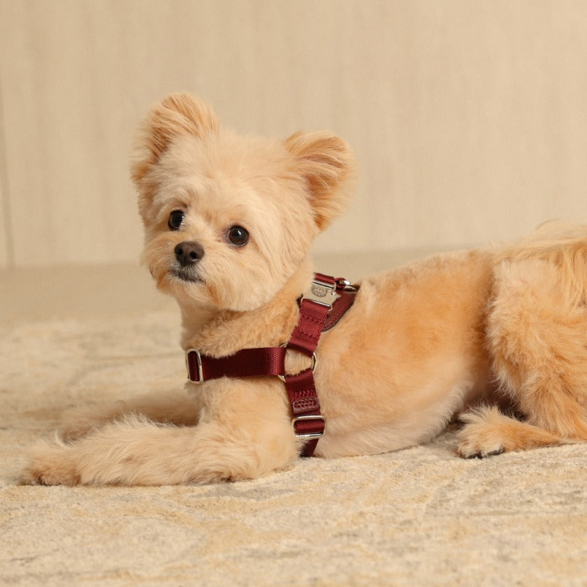 Horsebit Harness : Burgundy