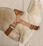 Bridle Harness : Camel
