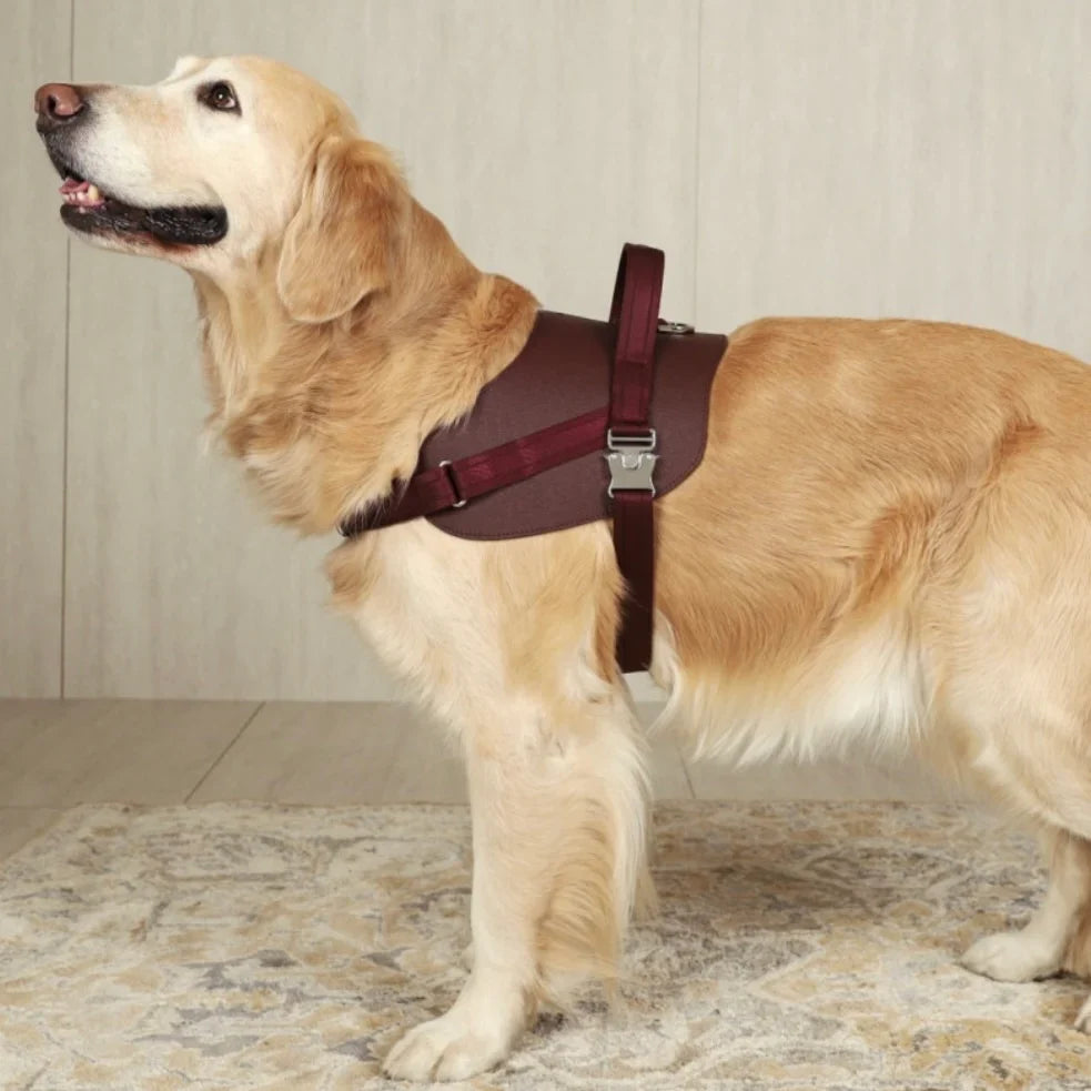 Saddle Harness : Burgundy