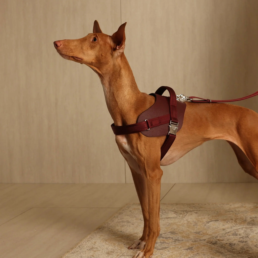 Saddle Harness : Burgundy