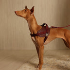 Saddle Harness : Burgundy