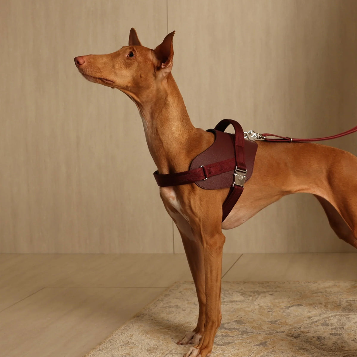 Saddle Harness : Burgundy